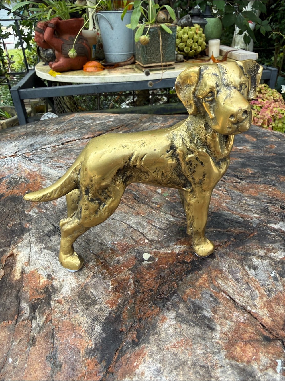 Brass dog, heavy solid 5x5” perfect condition